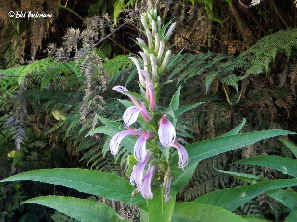 Imagem de Lobelia bridgesii Hook. & Arn.