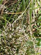 Image of silver hairgrass