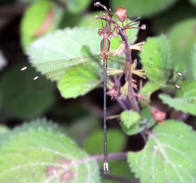 Imagem de Lestes virgatus (Burmeister 1839)