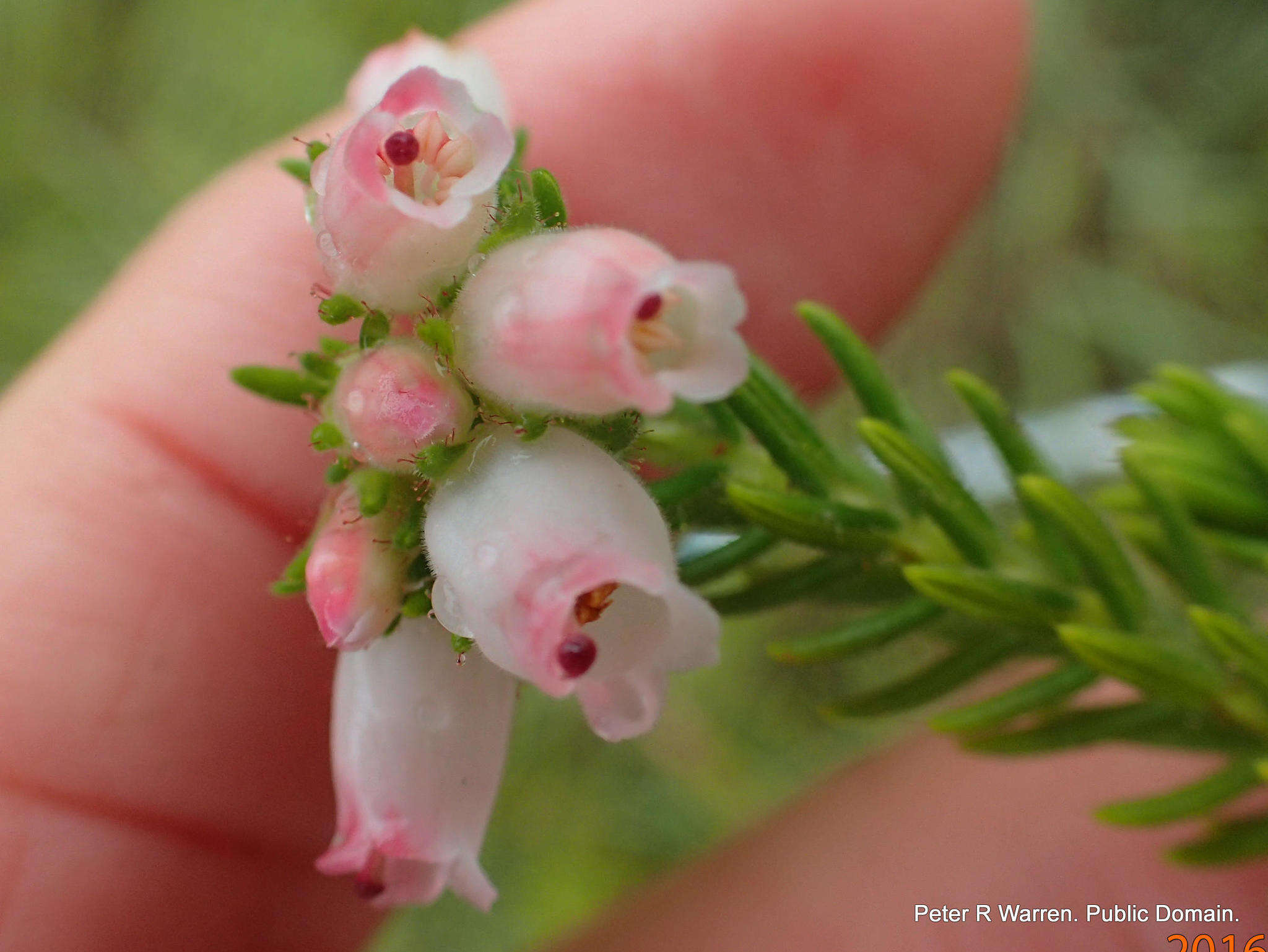 Imagem de Erica oatesii var. oatesii