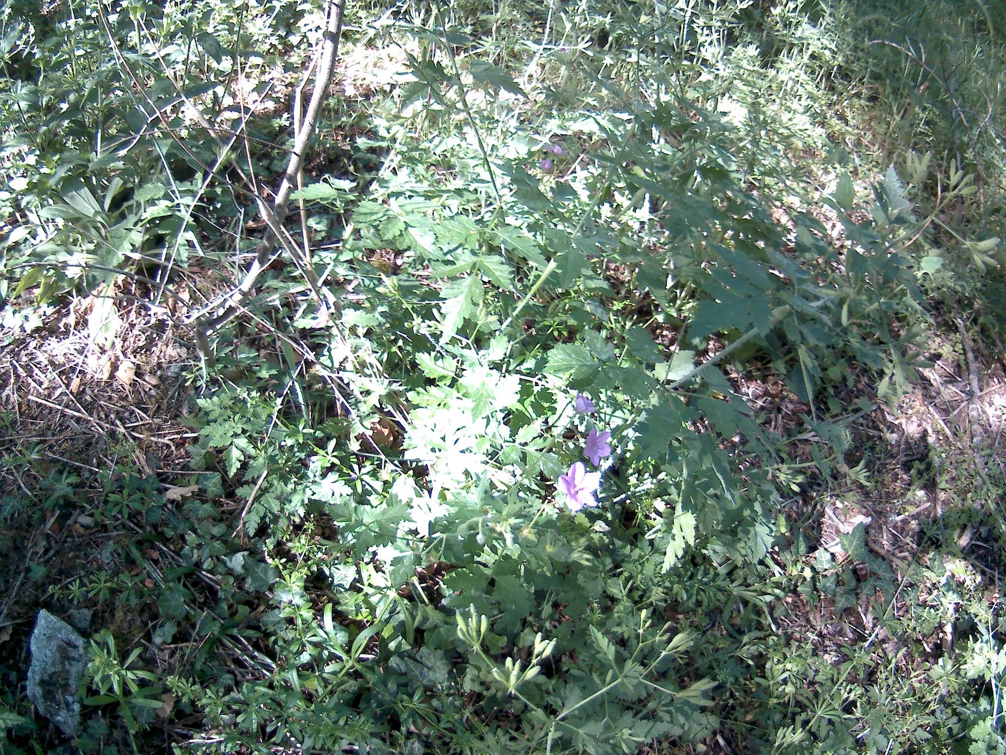 Image of Geranium asphodeloides subsp. tauricum (Rupr.) Fritsch