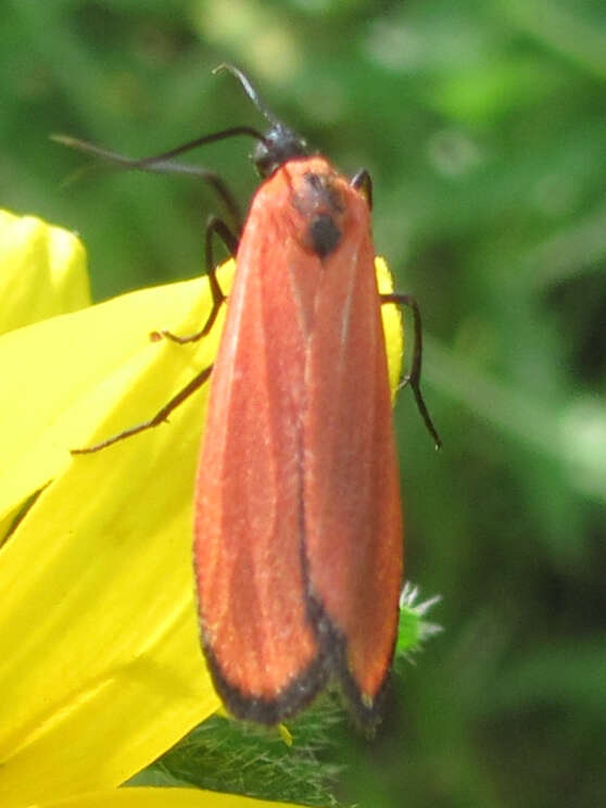 Image of Lycomorpha grotei Packard 1864