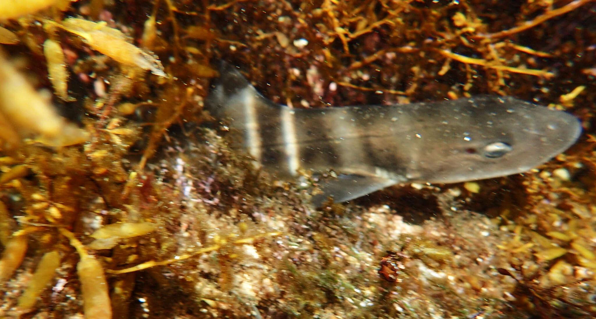 Image of Banded Houndshark