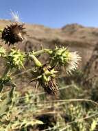 Image of Chorro Creek bog thistle