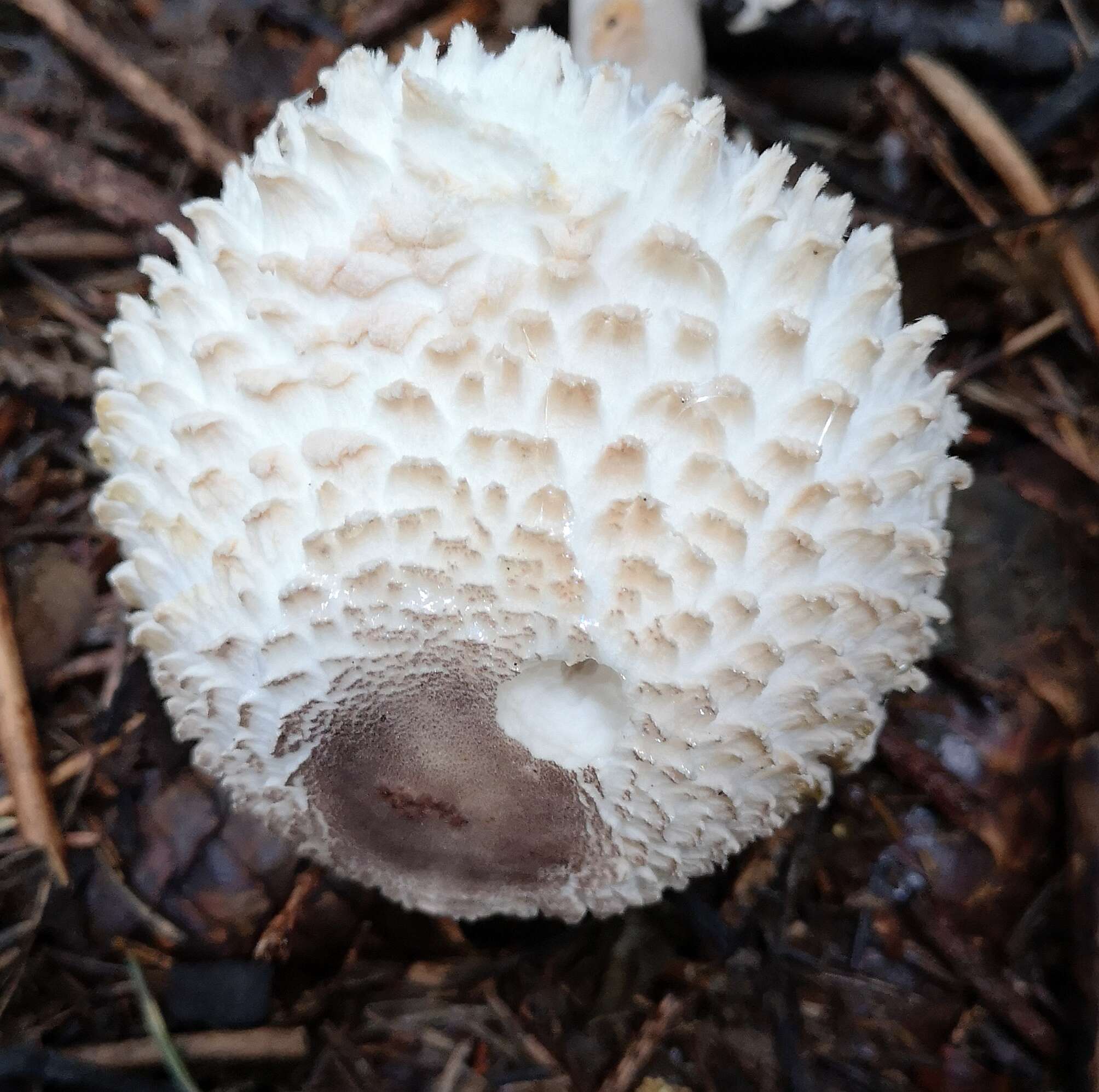 Image of Leucoagaricus nympharum (Kalchbr.) Bon 1977