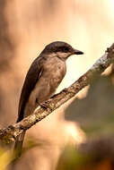 Image of Malabar Woodshrike