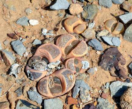 Imagem de Lithops comptonii L. Bol.