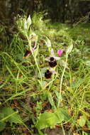 Image of Ophrys fuciflora subsp. chestermanii (J. J. Wood) H. Blatt & W. Wirth