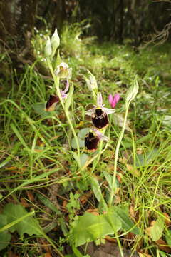 Image of Ophrys fuciflora subsp. chestermanii (J. J. Wood) H. Blatt & W. Wirth