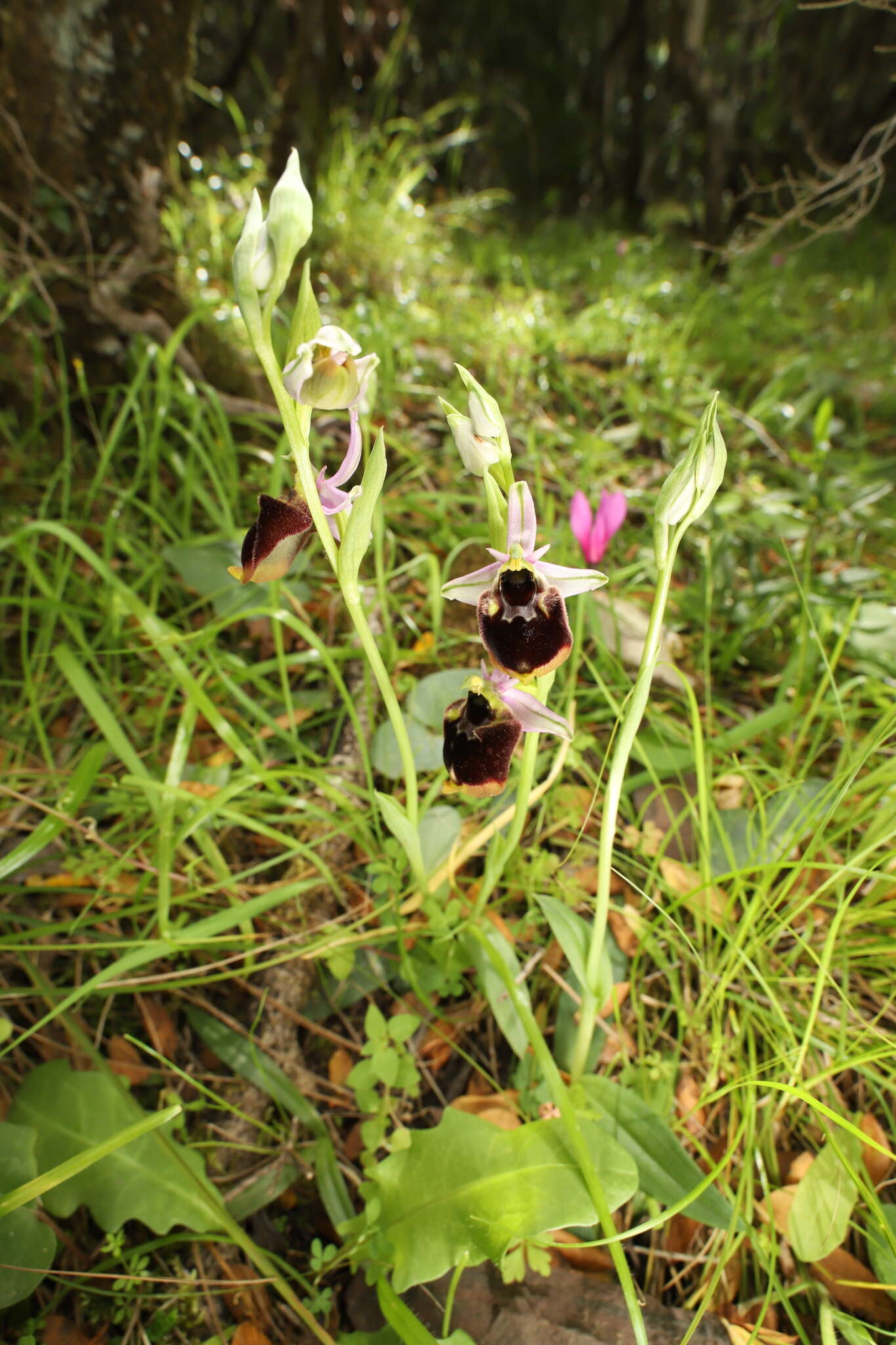 Image of Ophrys fuciflora subsp. chestermanii (J. J. Wood) H. Blatt & W. Wirth