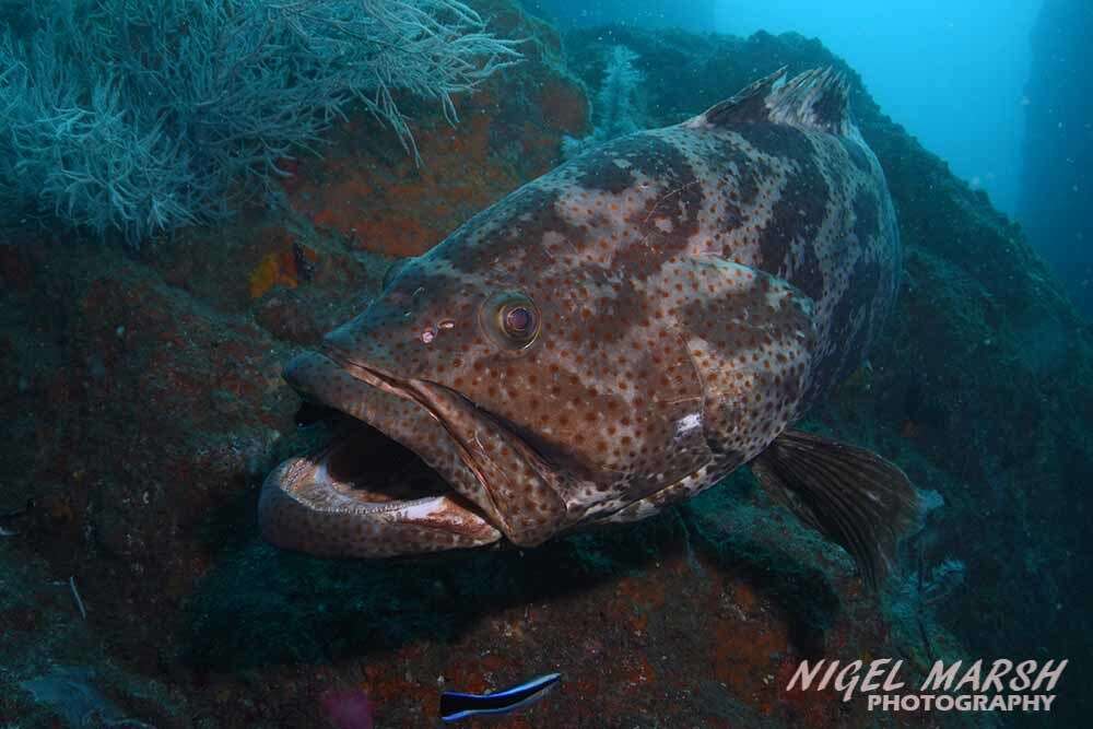 Image of Estuary Cod