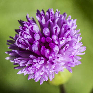 Image of lilac tasselflower