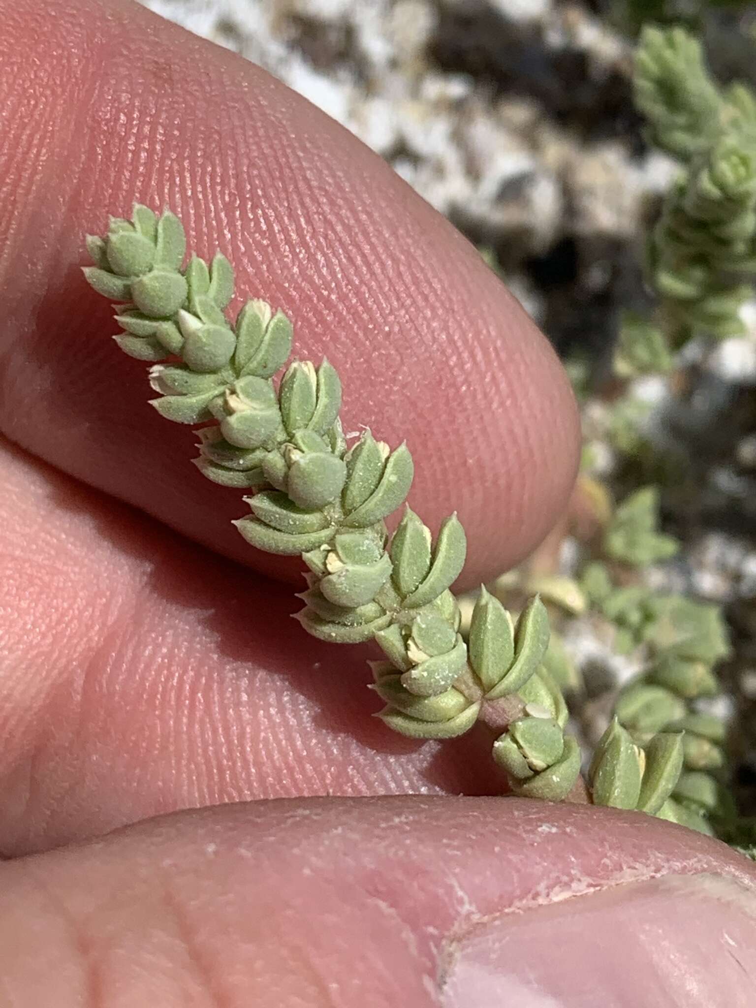 Image of Amargosa niterwort