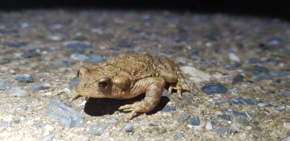 Image of Bufo stejnegeri Schmidt 1931