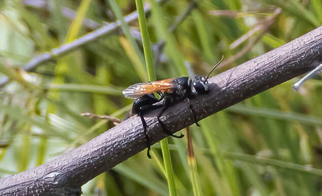 Sivun Prionyx saevus (F. Smith 1856) kuva