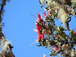 Image of Bejaria mathewsii Field. & Gardn.