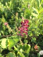 Image of Common Fumitory