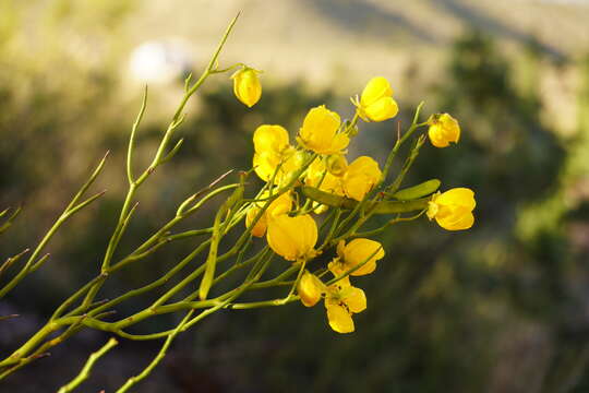 صورة Senna pachyrrhiza (L. Bravo) H. S. Irwin & Barneby