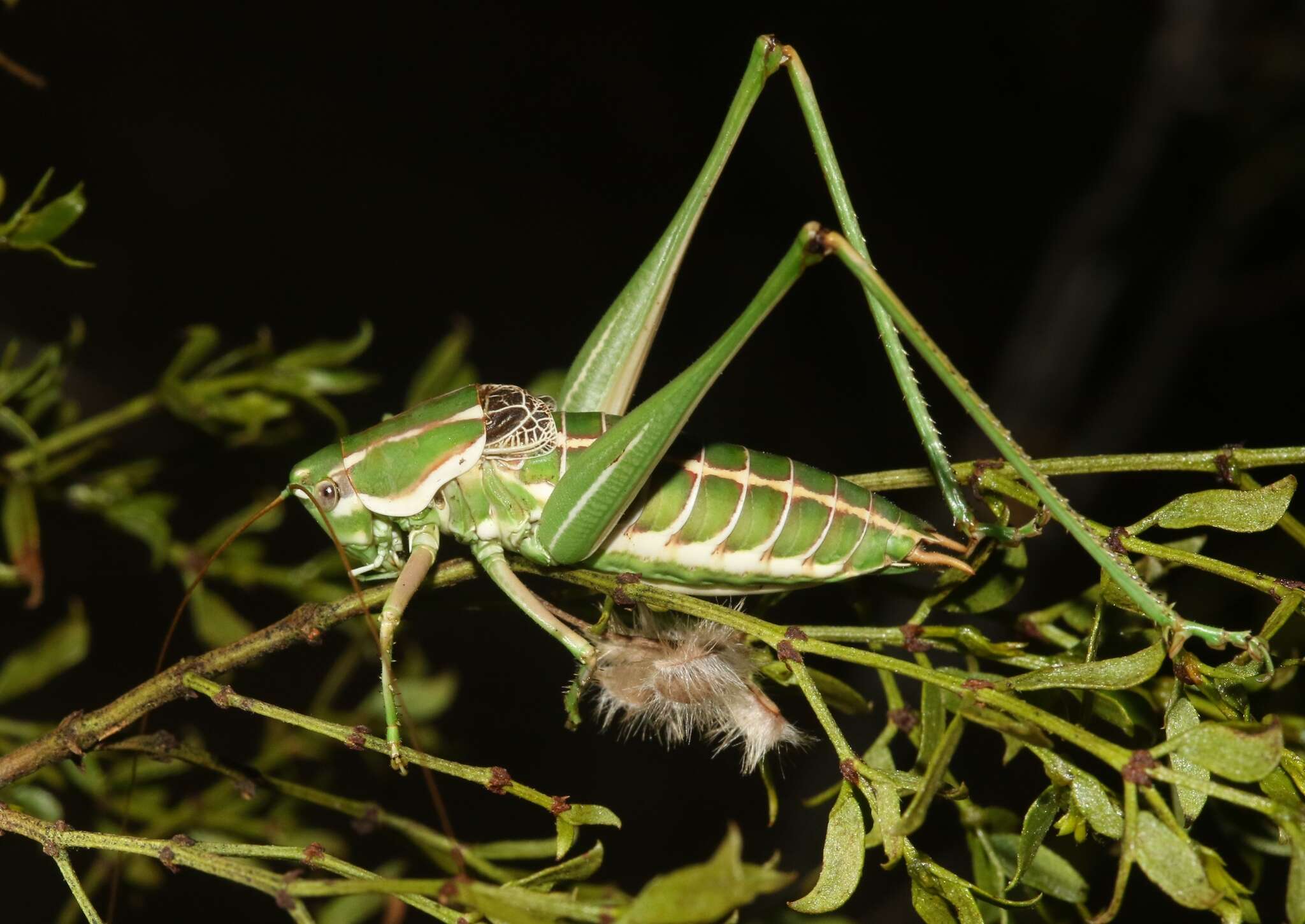 Imagem de Eremopedes (Eremopedes) bilineatus (Thomas & C. 1875)