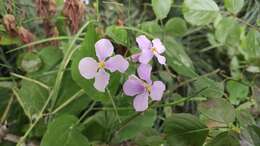 Imagem de Orychophragmus violaceus (L.) O. E. Schulz