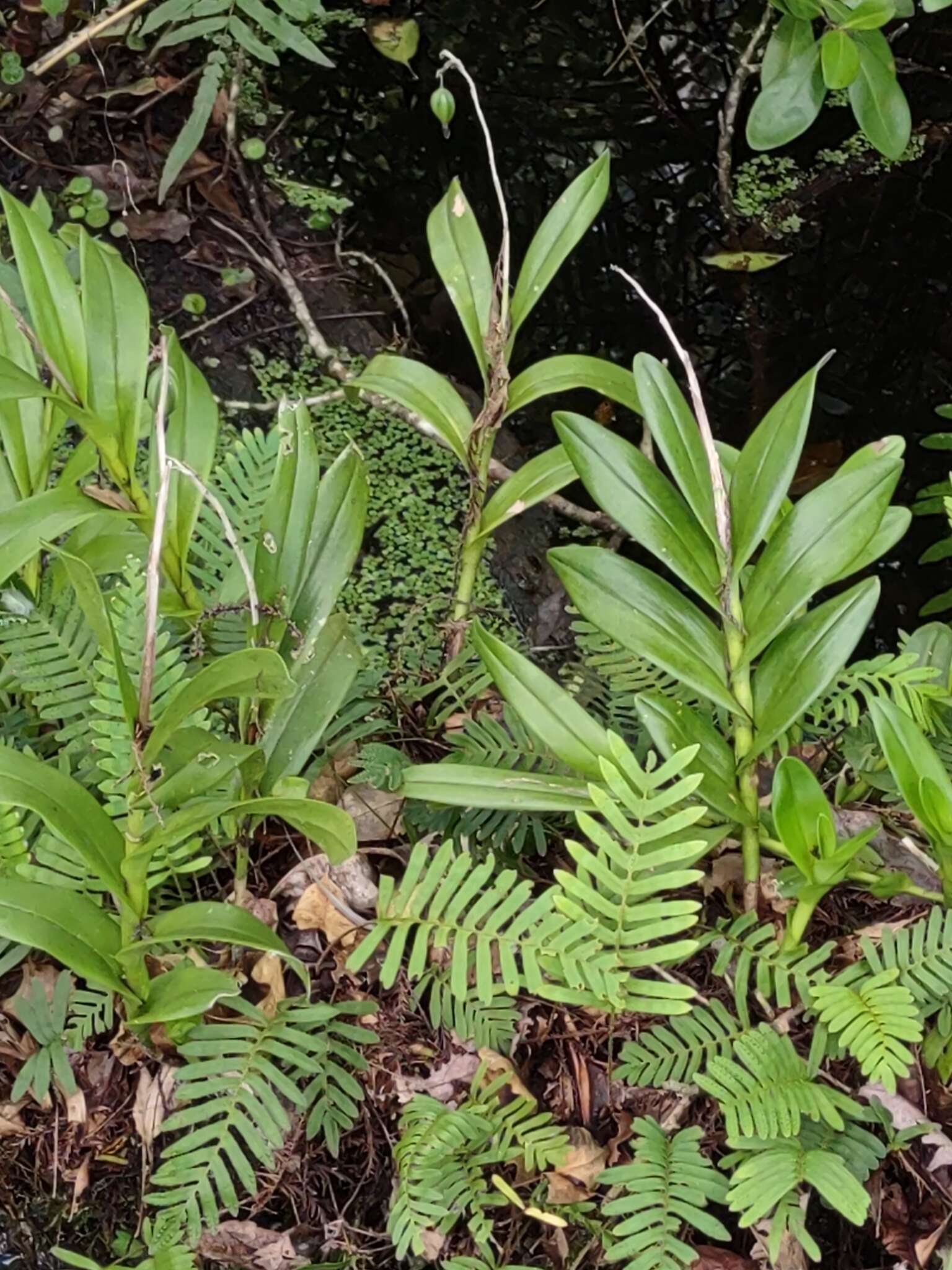 Image of big-mouth star orchid