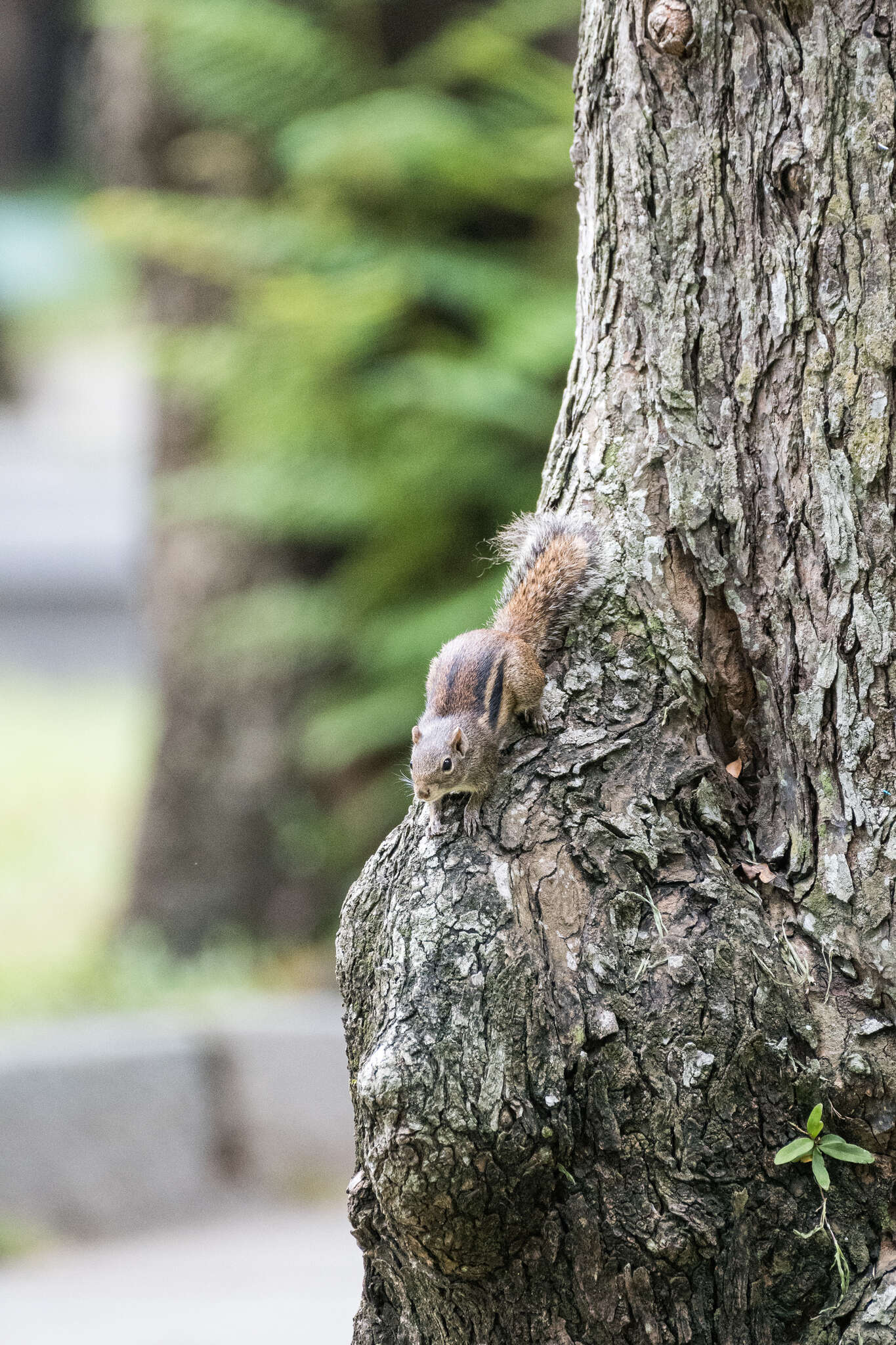 Image of Indochinese Ground squirrel