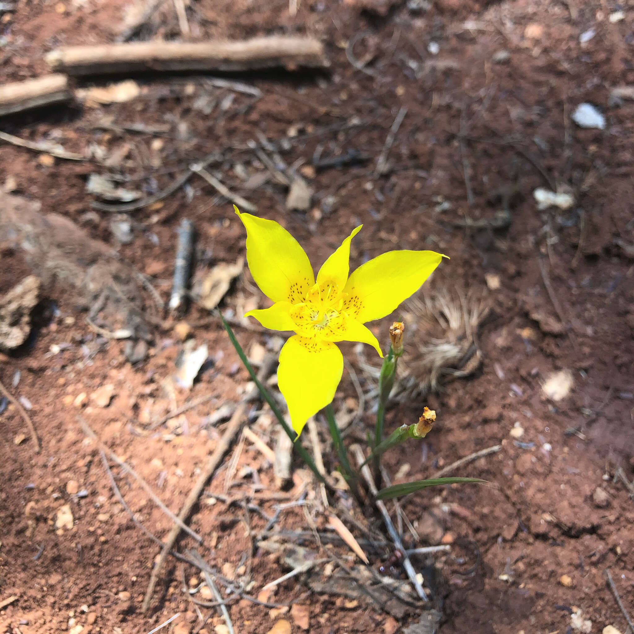 Image of Tigridia dugesii S. Watson