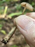 Image of Entoloma clandestinum (Fr.) Noordel. 1980