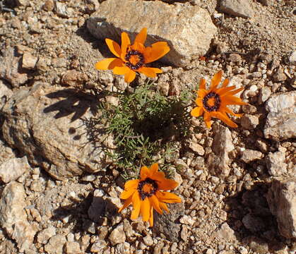 Ursinia calenduliflora (DC.) N. E. Br. resmi