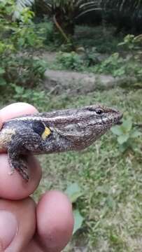 Image of Teapen Rosebelly Lizard