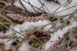 Image of Pringle's prairie clover