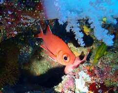 Image of Immaculate Squirrelfish