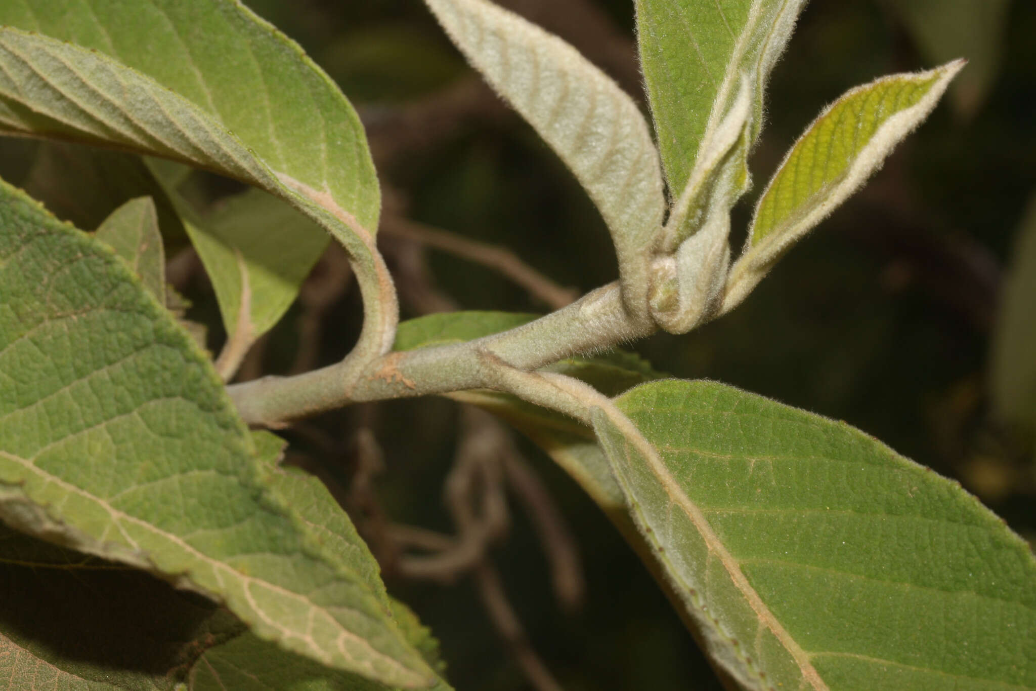 صورة Cnicothamnus lorentzii Griseb.