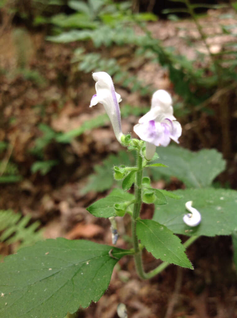 Sivun Scutellaria pseudoserrata Epling kuva