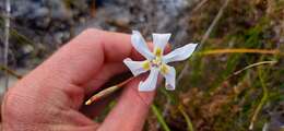 Image of Moraea viscaria (L. fil.) Ker Gawl.