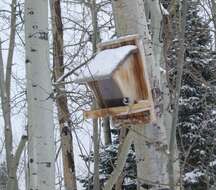 Image of Mountain Chickadee