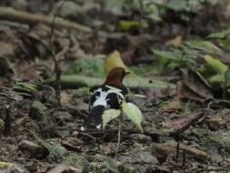 Image of Chestnut-naped Forktail