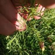 Tagetes coronopifolia Willd. resmi