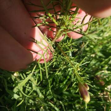 Imagem de Tagetes coronopifolia Willd.