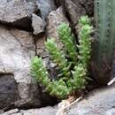 Image of Sedum chazaroi P. Carrillo & J. A. Lomelí