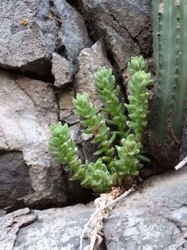 Imagem de Sedum chazaroi P. Carrillo & J. A. Lomelí