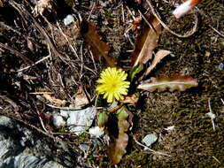 Image of Taraxacum zealandicum Dahlst.