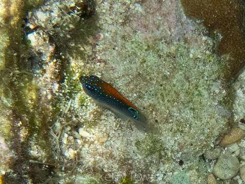 Image of Dusky Damselfish