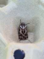 Agrotis vestigialis Hüfnagel 1766的圖片