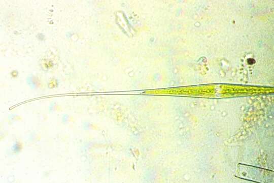 Closterium kuetzingii Brébisson 1856 resmi