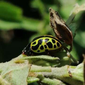 Image of <i>Calligrapha matronalis</i>