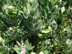 Image of Leucospermum conocarpodendron subsp. conocarpodendron