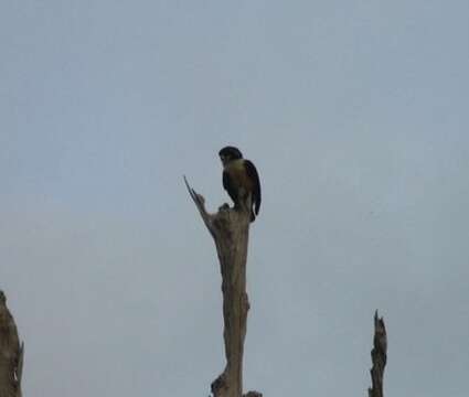 Image of Bornean Falconet