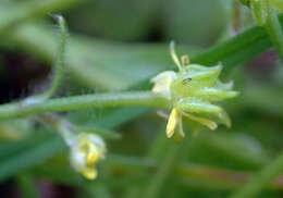 Image of smallflower buttercup