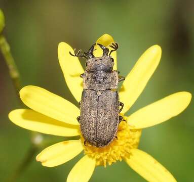 Слика од Ceratognathus